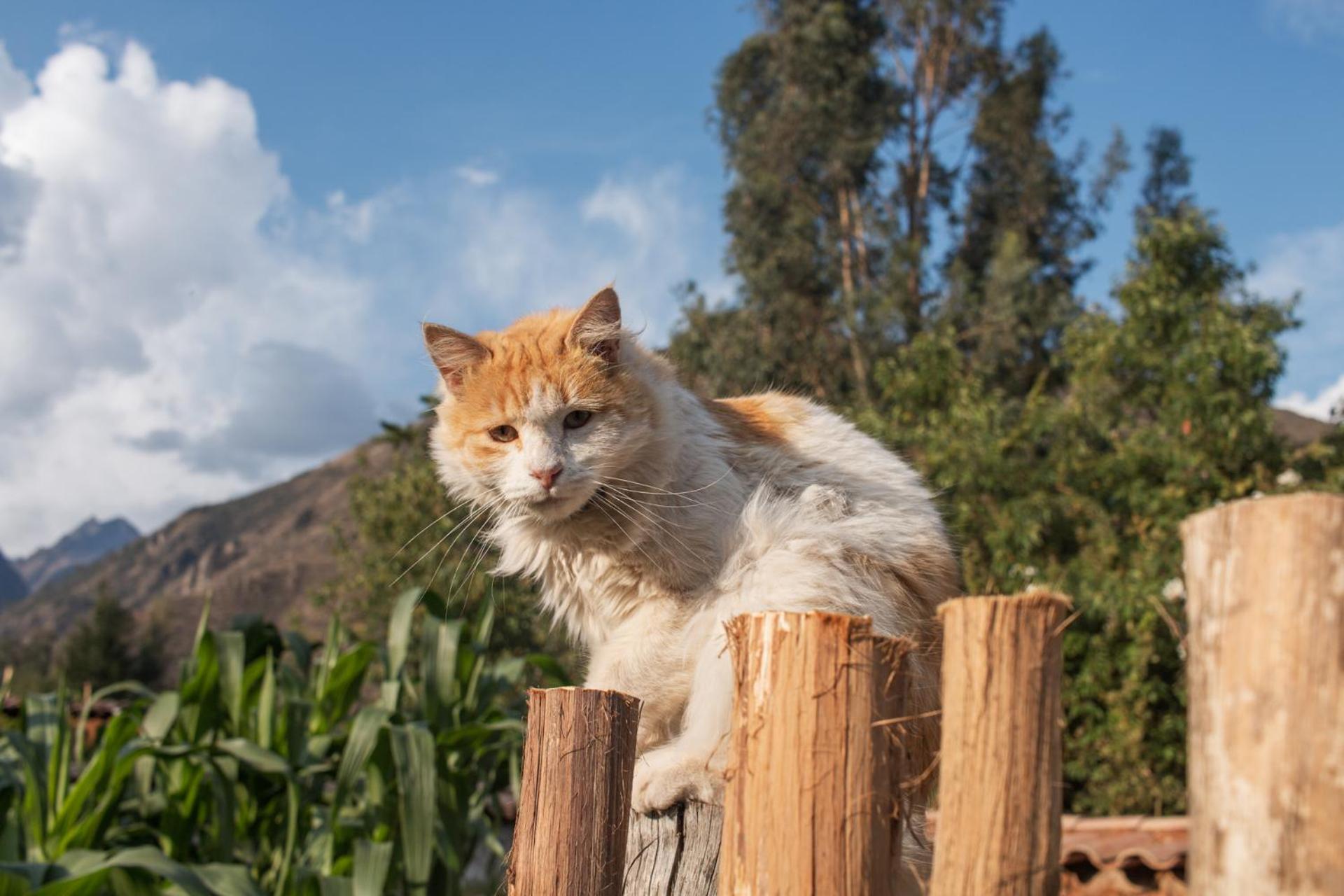 Allin Illary Eco Hospedaje Urubamba Buitenkant foto
